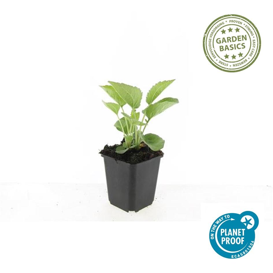 20x Echinacea purpurea 'Magnus' Ø9cm – Purpur-Sonnenhut bei Pflanzfix24