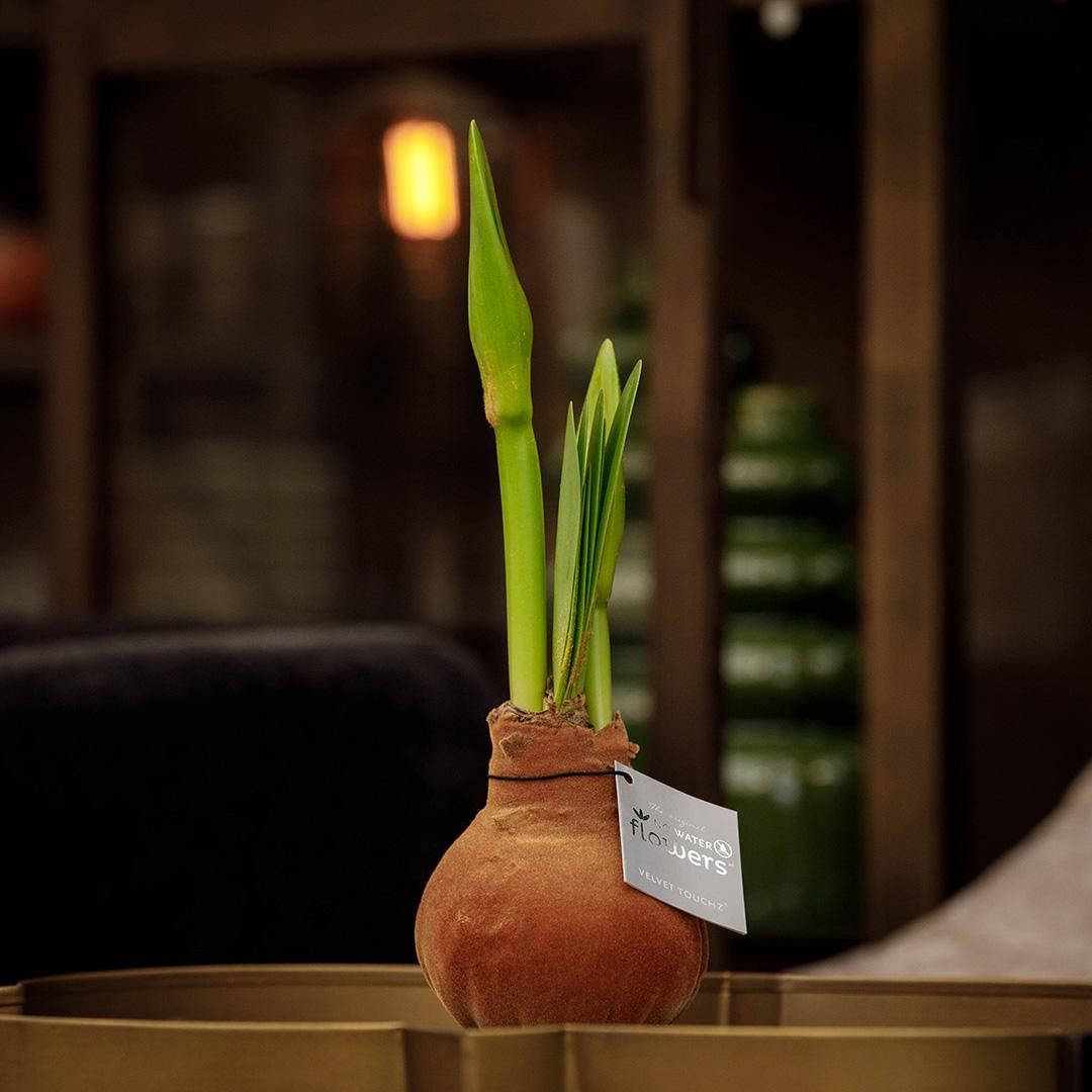 No Water Flowers® (wax amaryllis) | Velvet Touchz® Metallic Mix (3 pack) + Red flower - Pflanzfix24