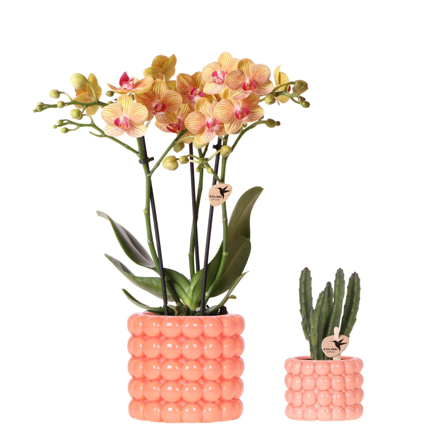 Pflanzfix24 | Pflanzenset Poppy Orange | Jamaica Orchidee und Sukkulente