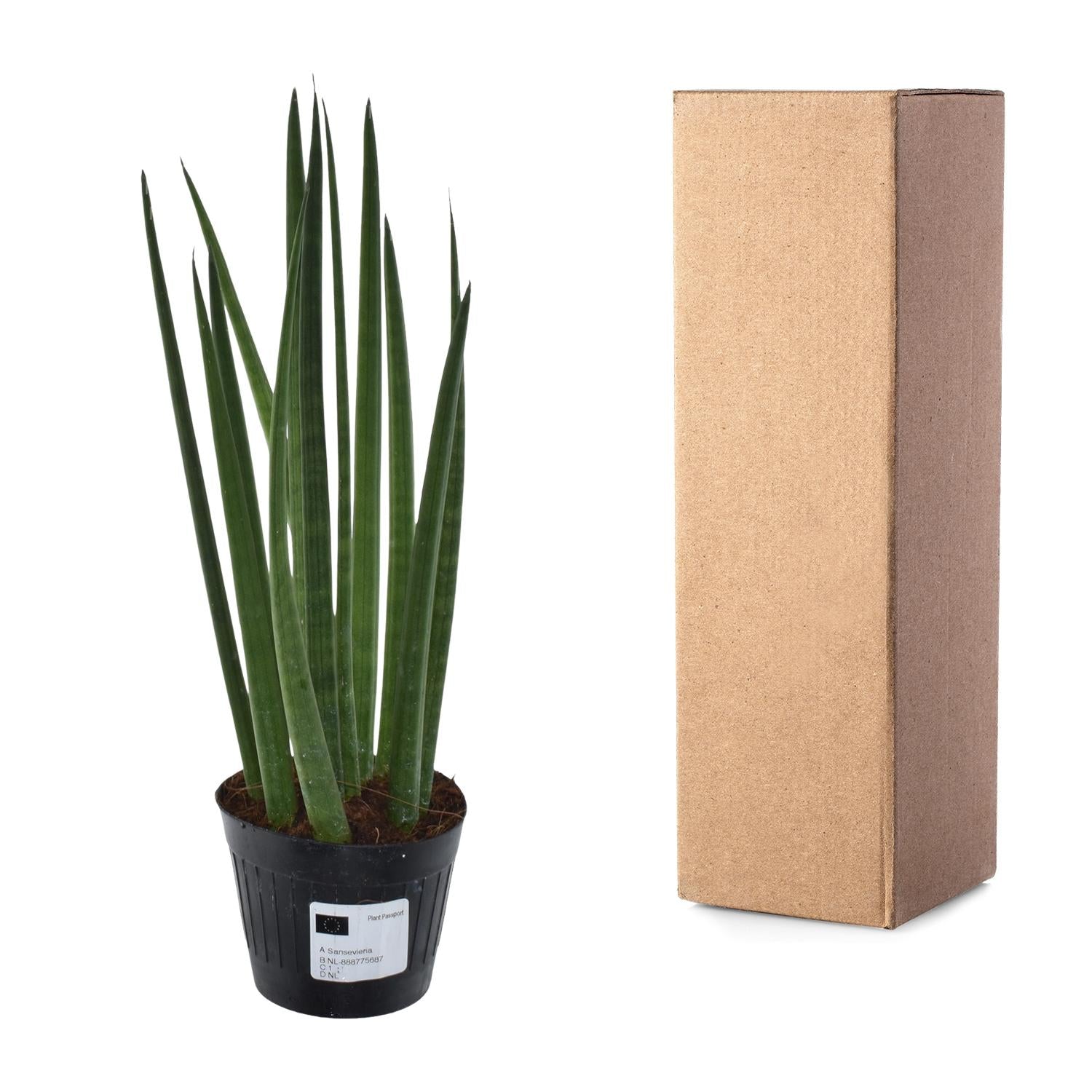 Sansevieria Mikado Bacularis 10,5cm – pflegeleicht | Pflanzfix24.de - Pflanzfix24.de