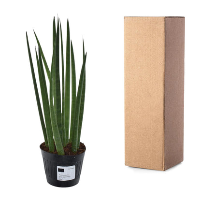 Sansevieria Mikado Bacularis 10,5cm – pflegeleicht | Pflanzfix24.de - Pflanzfix24.de