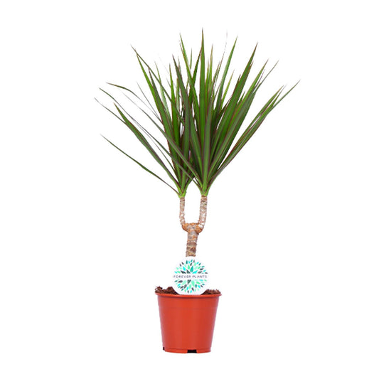 Dracaena Marginata - Ø14cm - ↕55cm bei Pflanzfix24