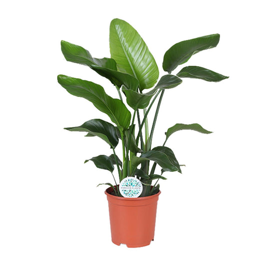 Strelitzia Nicolai 80 cm - Paradiesvogelblume Ø21 cm | Pflanzfix24