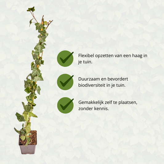 Hedera Hibernica - Efeu - gestäbt - ↨80 - 100 cm - Pflanzfix24.de - Pflanzfix24.de