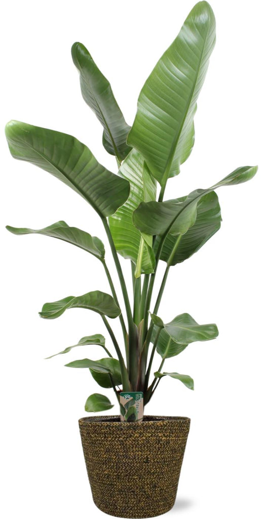Strelitzia Nicolai + Selin Pot Schwarz - Pflanzfix24