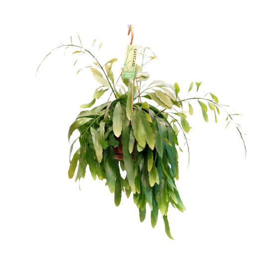 Pseudorhipsalis Ramulosa Red Coral - Ø21 ↕45 bei Pflanzfix24
