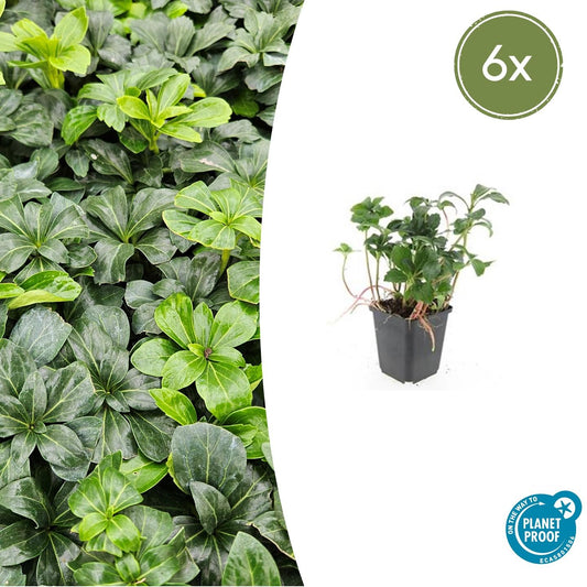 6x Pachysandra terminalis 'Green Sheen' - ↕10-25cm - Ø9cm - Pflanzfix24.de - Pflanzfix24.de