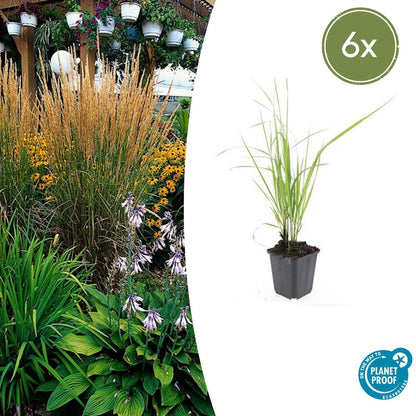 6x Calamagrostis acut. 'Karl Foerster' - 10-25cm - Ø9cm - Pflanzfix24