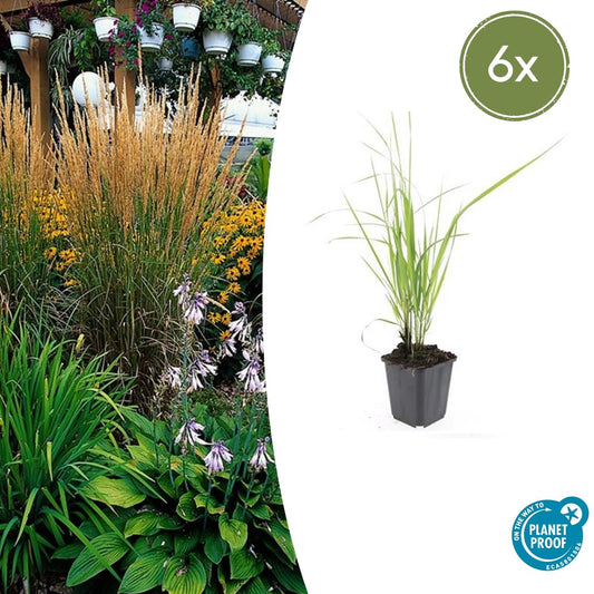 6x Calamagrostis acut. 'Karl Foerster' - 10-25cm - Ø9cm - Pflanzfix24