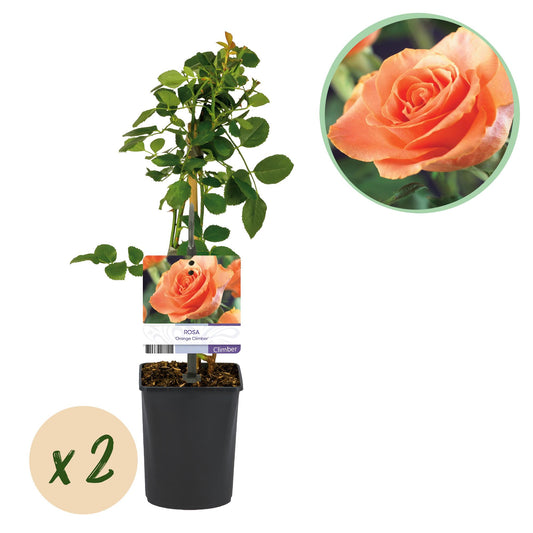 GreenboutiQ - Kletterrose - Rosa Orange Climber - 2 Pflanzen - Pflanzfix24.de - Pflanzfix24.de