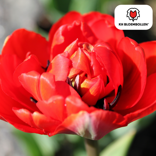 Bombastic Red Tulpenbollen – 20 stuks | Pflanzfix24® | Rode Dubbelbloemige Pioentulp