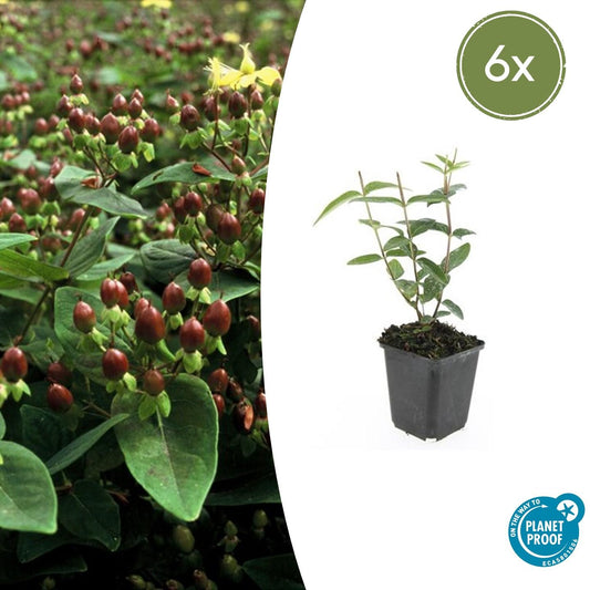 6x Hypericum inodorum - ↕10-25cm - Ø9cm - Pflanzfix24.de - Pflanzfix24.de