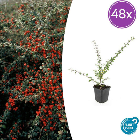 48x Cotoneaster suec. 'Coral Beauty' - ↕10-25cm - Ø9cm - Pflanzfix24