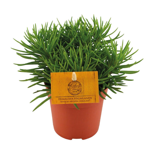 Senecio Himalaya - Ø11cm - ↕15cm von Pflanzfix24