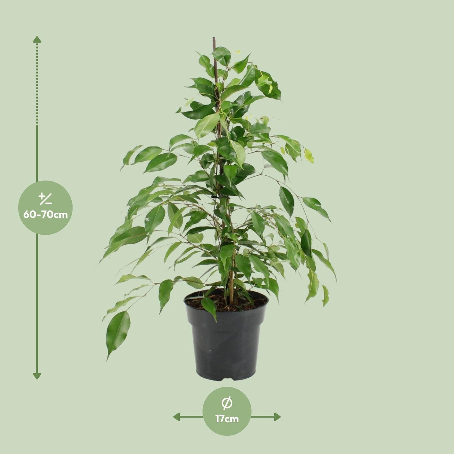 Ficus Benjamina Danita - Ø17cm - ↕70cm - Pflanzfix24