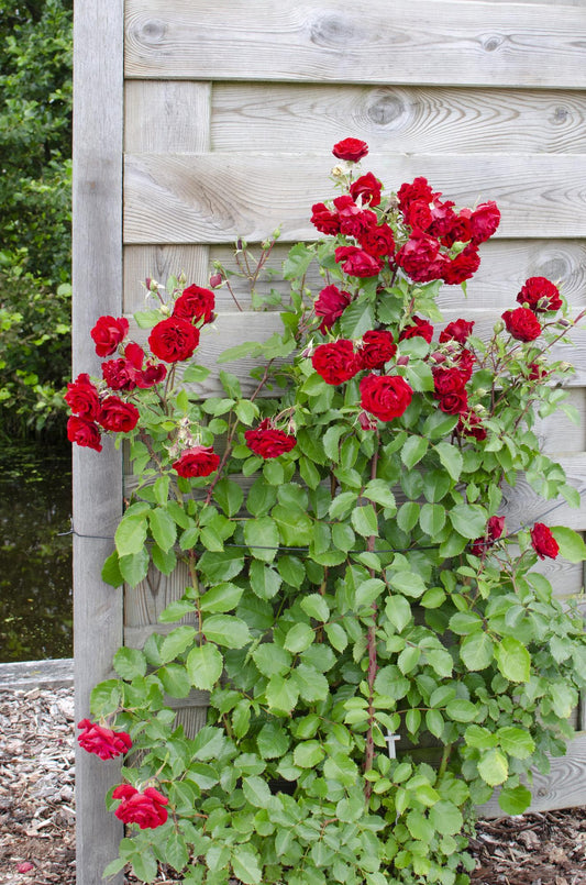 3x - Rosa Crazy in love 'Red' - ↨65cm - Ø15 - Pflanzfix24.de - Pflanzfix24.de