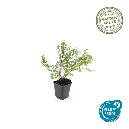 20x Symphoricarpos ch. 'Hancock' - pflanzfix24