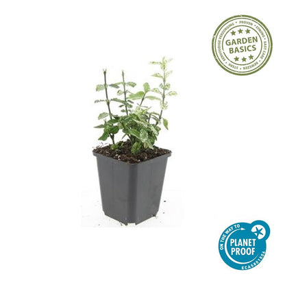 24x Euonymus fortunei 'Harlequin' - Pflanzfix24