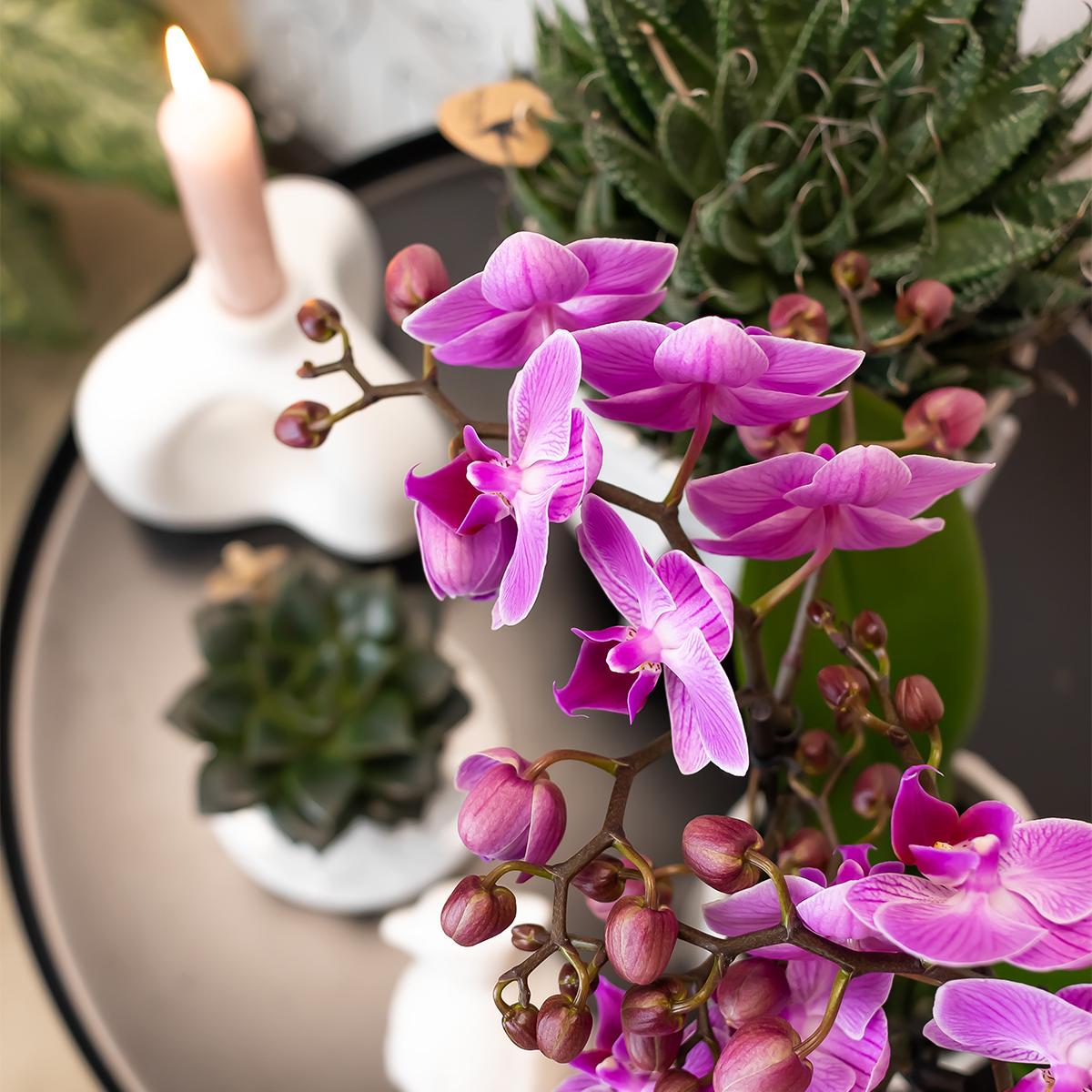 Lila-Violette Phalaenopsis Orchidee Mineral Wien Ø9cm – Pflanzfix24.de - Pflanzfix24.de