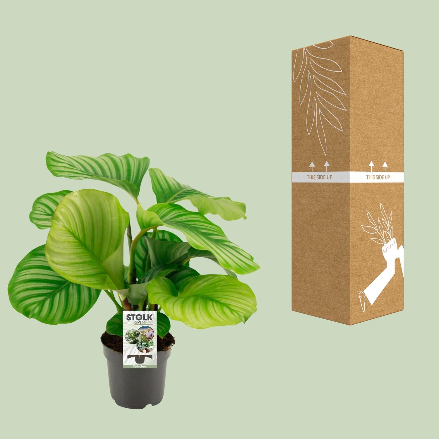 Calathea Orbifolia - Ø50cm - ↕14cm bei Pflanzfix24.de - Pflanzfix24.de