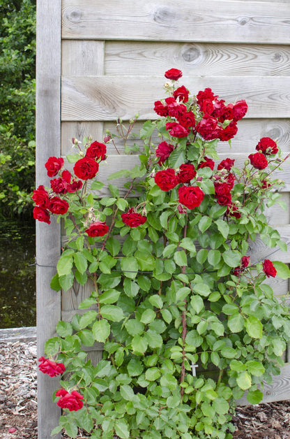 3x - Rosa Mix - ↨65cm - Ø15 - Pflanzfix24