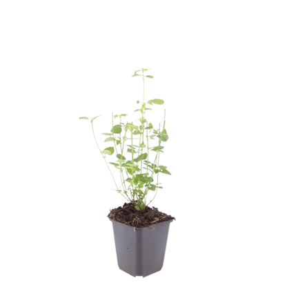 12x Agastache 'Black Adder' – Duftstaude – Pflanzfix24.de - Pflanzfix24.de