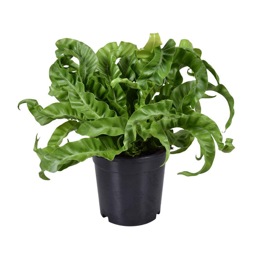 Asplenium Antiquum - Ø17cm - ↕40cm - Pflanzfix24
