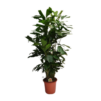 Caryota Mitis - Ø24cm - ↕120cm von Pflanzfix24