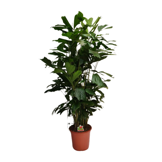 Caryota Mitis - Ø24cm - ↕120cm von Pflanzfix24
