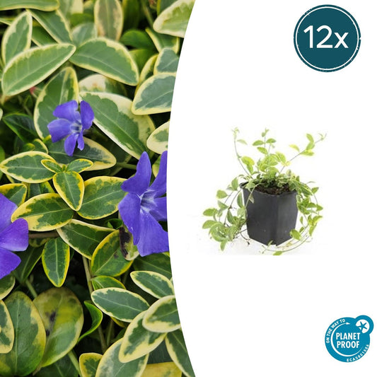 12x Vinca minor 'Aureovariegata' Bodendecker Ø9cm – Pflanzfix24.de - Pflanzfix24.de