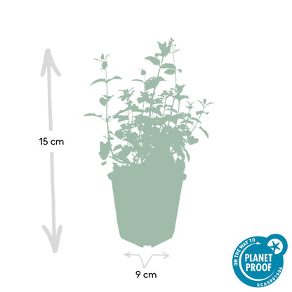 6x Nepeta 'Six Hills Giant' Ø9cm | Pflanzfix24