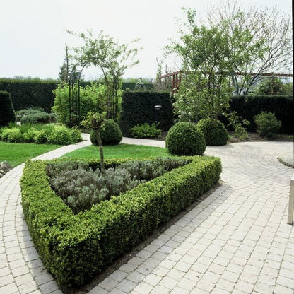 20x Buxus Sempervirens Ø9cm immergrüne Heckenpflanzen – Pflanzfix24.de - Pflanzfix24.de