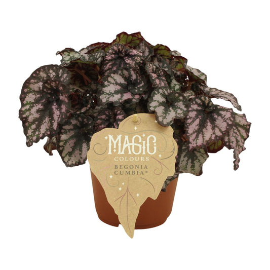 Begonia Rex Cumbia - Ø12cm - ↕25cm - Pflanzfix24