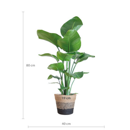 Strelitzia Nicolai 80 cm im schwarzen Lissabon Jute-Korb Ø19 | Pflanzfix24