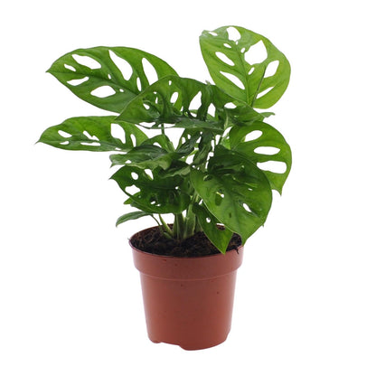 Monstera Monkey Leaf Lochpflanze Ø12 cm – 30 cm | Pflanzfix24.de - Pflanzfix24.de