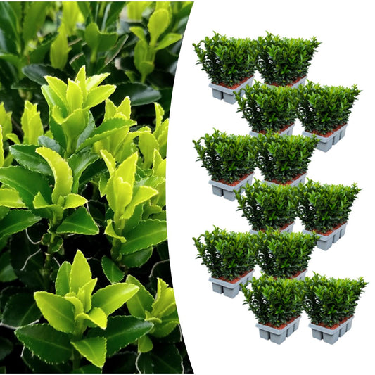 72x Euonymus 'Green Spire' – Schlanke Buchsbaum-Alternative, 15 cm | Pflanzfix24.de - Pflanzfix24.de