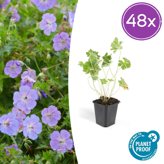 48x Geranium Rozanne - Pflanzfix24