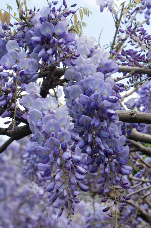 2x - Wisteria sinensis 'Prolific' - ↨65cm - Ø15 - Pflanzfix24.de - Pflanzfix24.de