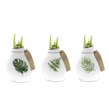 No Water Flowers® (wax amaryllis) - Pflanzfix24