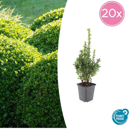 20x Buxus Sempervirens Ø9cm immergrüne Heckenpflanzen – Pflanzfix24.de - Pflanzfix24.de