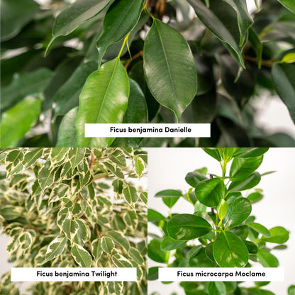 Ficus Zimmerpflanzen-Set - Ø21cm - ↕95cm + Korb Selin - Pflanzfix24