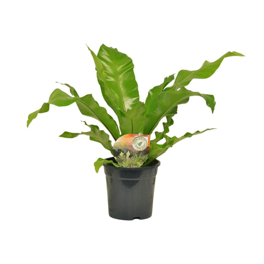Asplenium Nidus - Ø17cm - ↕60cm - Pflanzfix24
