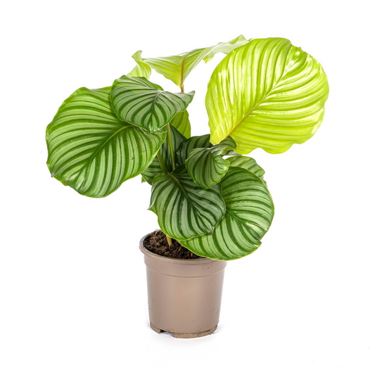 Calathea Orbifolia Ø17cm - ↕40 - 50cm - Pflanzfix24.de - Pflanzfix24.de