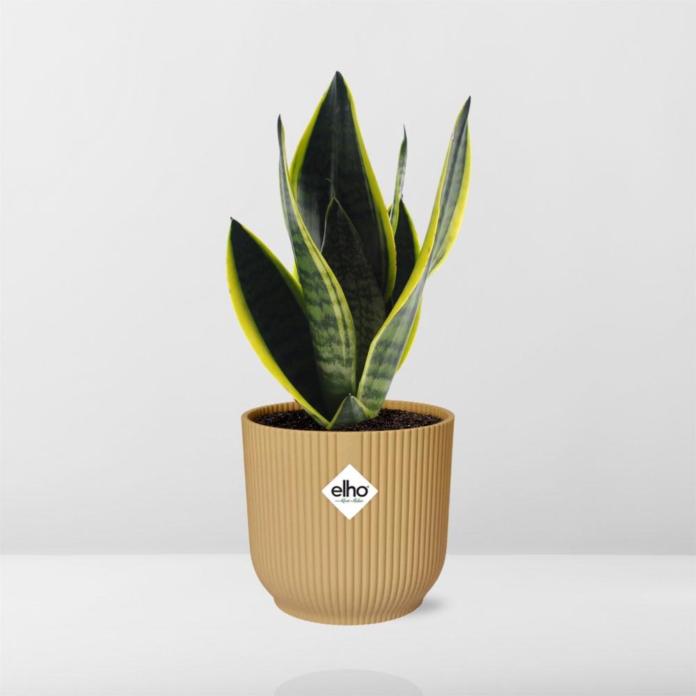 Sansevieria Futura Superba Ø14cm gelb – Schwiegermutterzunge | Pflanzfix24