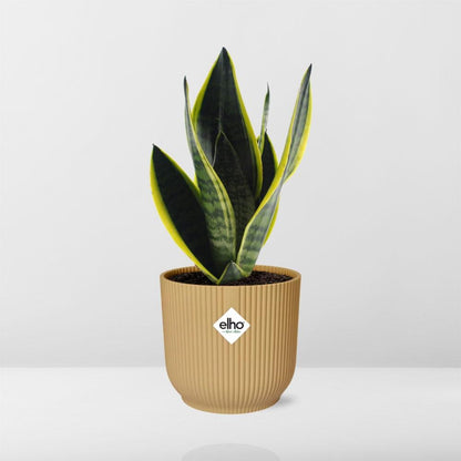 Sansevieria Futura Superba Ø14cm gelb – Schwiegermutterzunge | Pflanzfix24