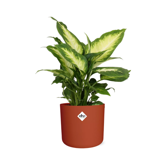 Dieffenbachia 'Camilla' in ELHO b.for soft rond 14cm brique - Pflanzfix24