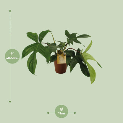 Philodendron Florida Green - Ø15cm - ↕50cm - Pflanzfix24