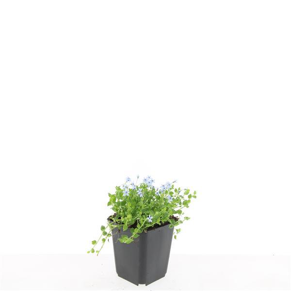 24x Isotoma fluviatilis 'Alba' - 10-25cm - Ø9cm - Pflanzfix24
