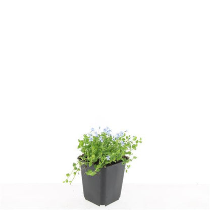 24x Isotoma fluviatilis 'Alba' - 10-25cm - Ø9cm - Pflanzfix24