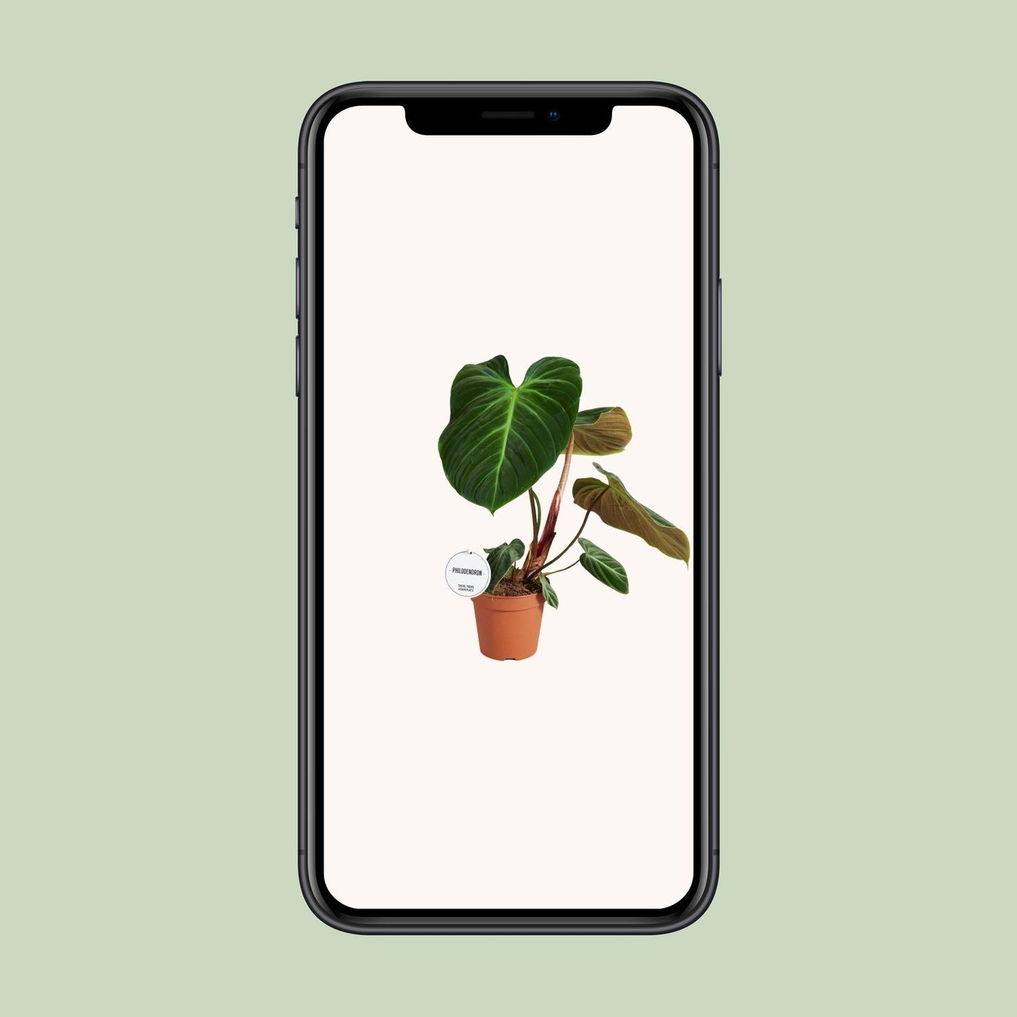Philodendron El Choco Red - Ø15cm - ↕50cm - Pflanzfix24